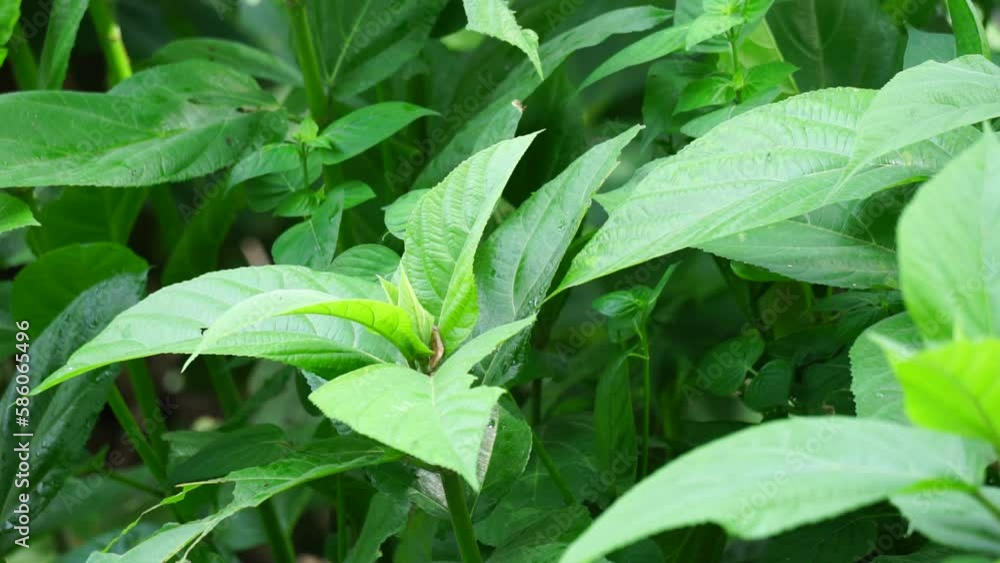 Video „Ficus hispida (Hairy Fig, Buah luwingan, Covellia hispida, Ficus compressa, devil fig