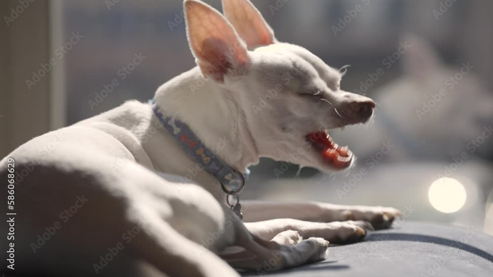 White Chihuahua Dog with Big Ears Sunbathing on a Sunny Day - tired dog yawning White Chihuahua Dog with Big Ears Sunbathing on a Sunny Day - tired dog yawning