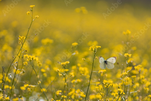campo di fiori gialli con farfalla che vola in primavera