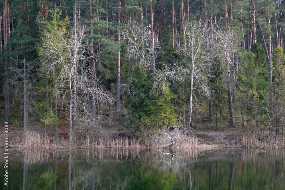 Obraz premium Beautiful scenery of trees by lake Borowno Wielkie in early spring on Kociewie, Poland