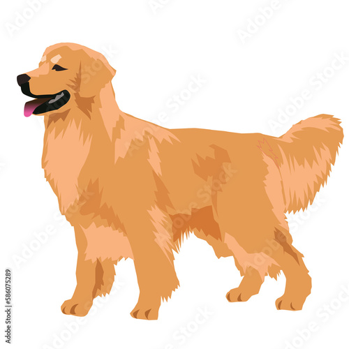 golden retriever dog illustration image