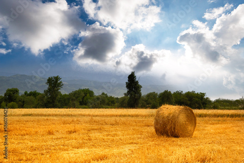 Rolled haystack in a picturesque agricultural field, grain harvest season. © Roman