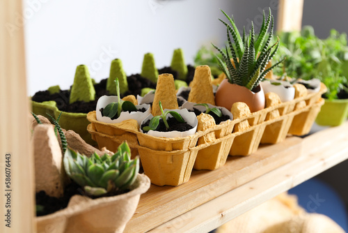 Growing plants in egg box, creative way to grow plants