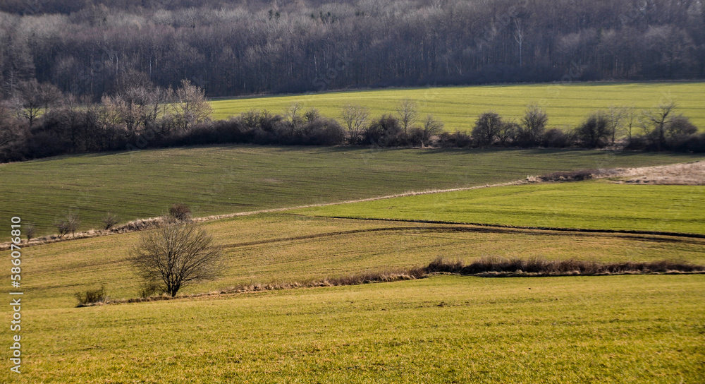 lonely single tree in a field meadow