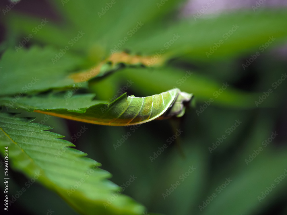 bush plants cannabis leaf disease lack of minerals and trace elements. marijuana leaf burn bush plants cannabis leaf disease lack of minerals and trace elements. marijuana leaf burn