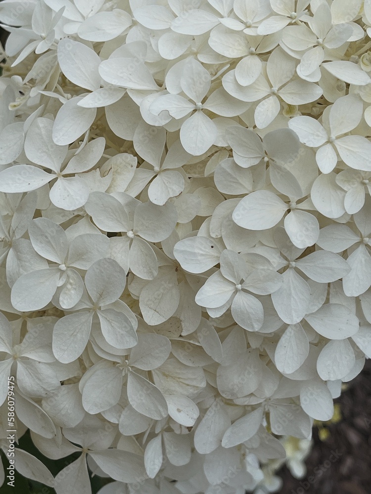 Elegant aesthetic white hydrangea flower head. Flower background