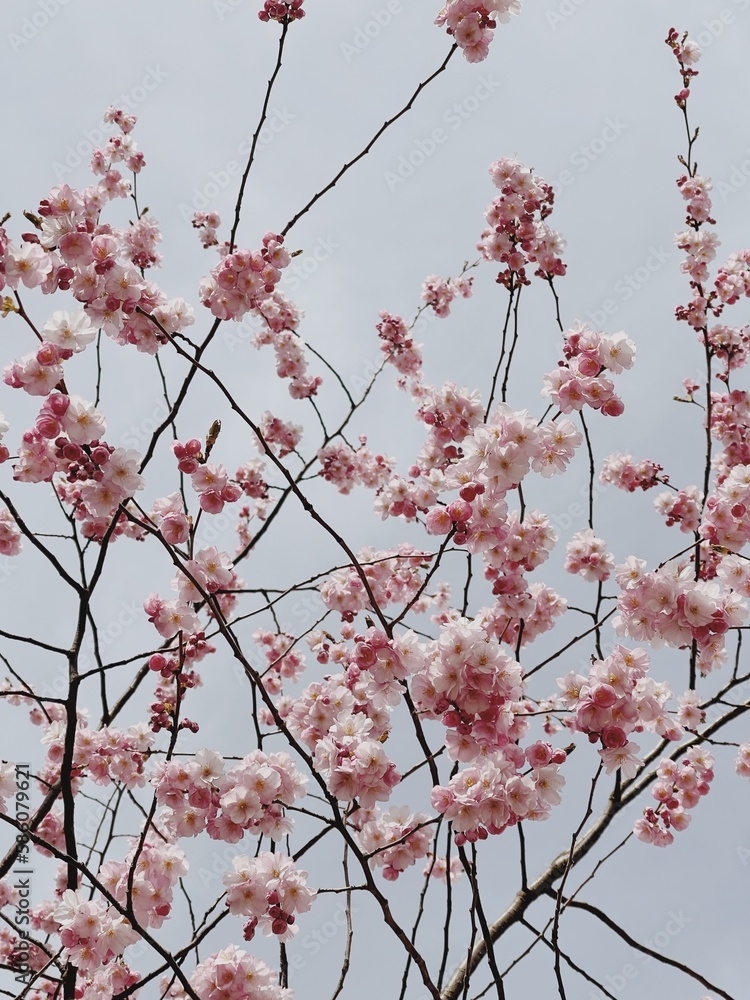 Beautiful pink flowers on tree branches Beautiful pink flowers on tree branches