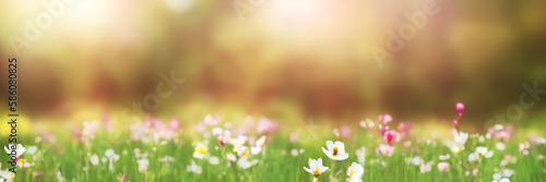 Panoramic view of a blooming meadow, blurred background, spring illustration
