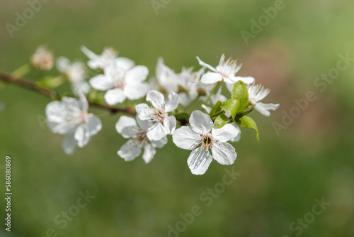 cherry tree blossom