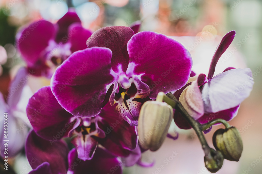 Obraz premium Orquídia