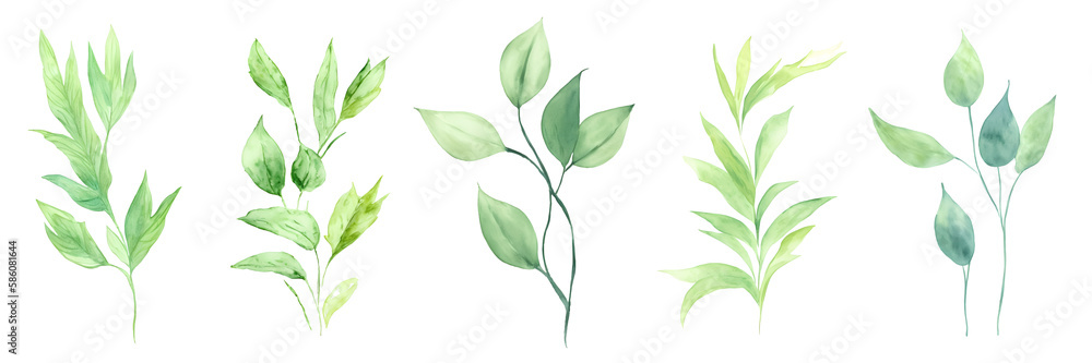 Leaves of wild grass, tropical leaves, elements for summer design