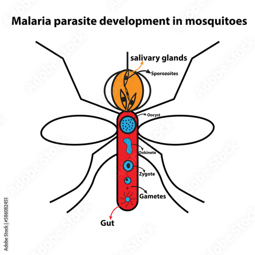 Malaria parasite development in mosquitoes photo