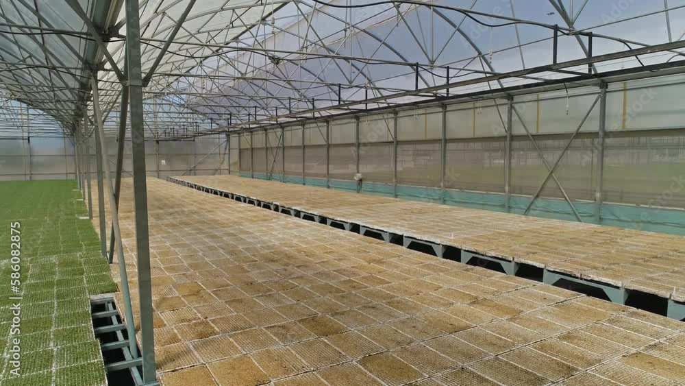tomato greenhouse video tomato greenhouse video