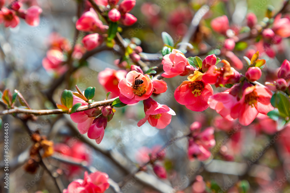 Honey bee collecting pollen from red quince flower Honey bee collecting pollen from red quince flower
