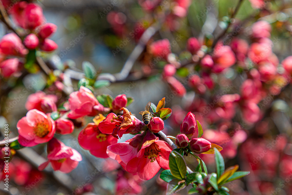 Honey bee collecting pollen from red quince flower Honey bee collecting pollen from red quince flower