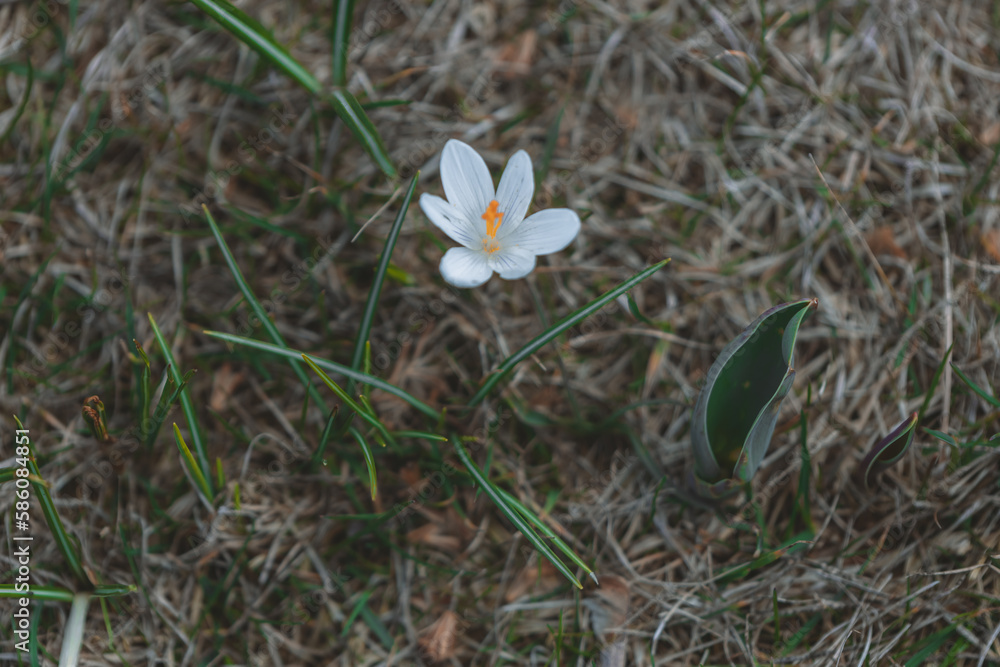 Spring background with blooming flowers. A field of flowering crocus plants, a group of bright colorful flowers. Crocus flower on a sunny spring day. Macro. Wallpaper. Spring background with blooming flowers. A field of flowering crocus plants, a group of bright colorful flowers. Crocus flower on a sunny spring day. Macro. Wallpaper.