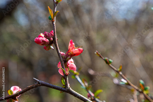 Honey bee collecting pollen from red quince flower