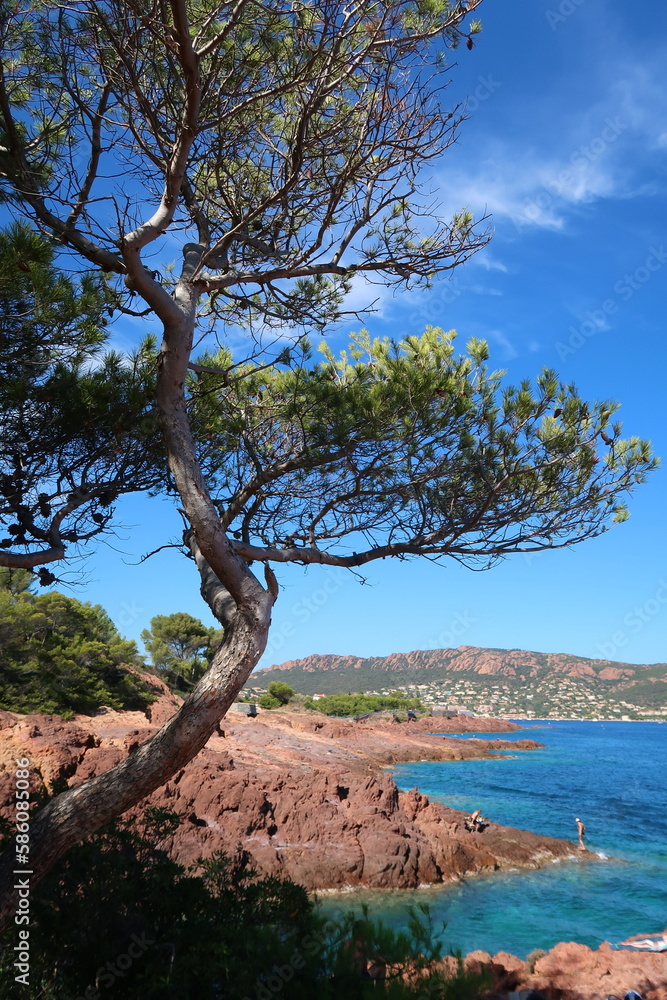 Rade d’Agay à Saint-Raphaël dans le Var, paysage de la côte d’azur, avec un pin devant les rochers rouges du massif de l’Estérel, au bord de la mer Méditerranée (France)