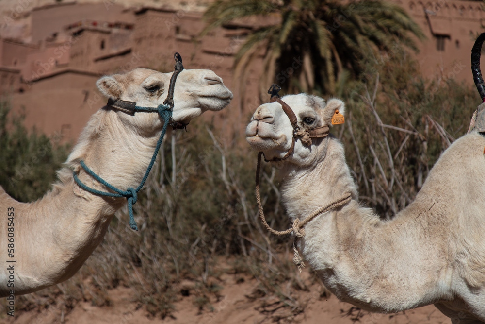 Obraz premium ouarzazate