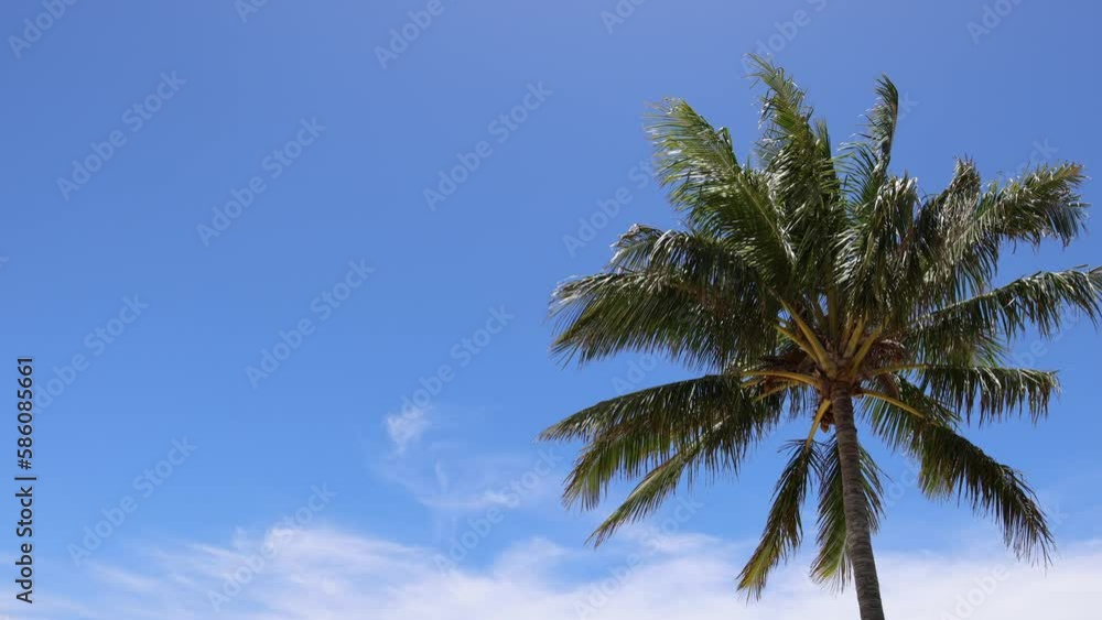 Tropical Palm Trees Swaying in the Wind, Blue Sky Background. Tropical Palm Trees Swaying in the Wind, Blue Sky Background.