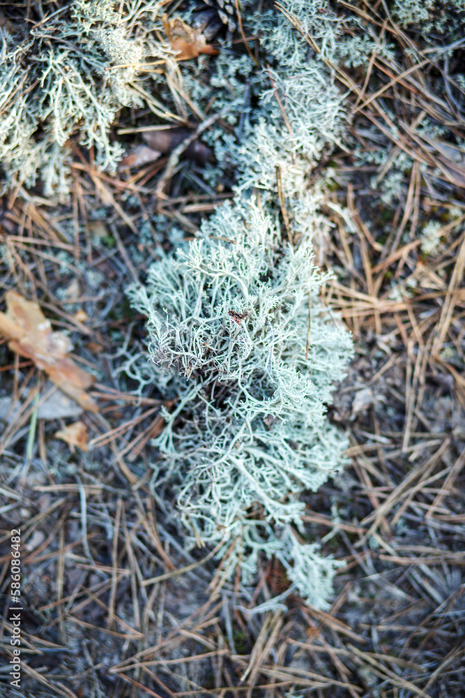 Blue moss in the forest.