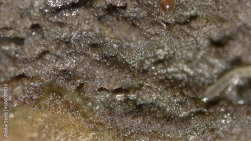 Worm Enchytraeus sp., soil mites family Acaridae and Oribatida under a microscope. In the video, ticks move through moist soil in which worms hide