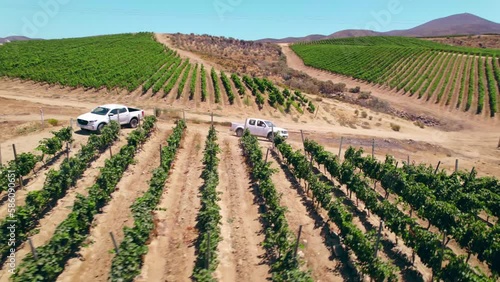 Aerial view orbiting white vehicles parked at Fray Jorge vineyard plantation rows of green foliage in the Limari valley photo