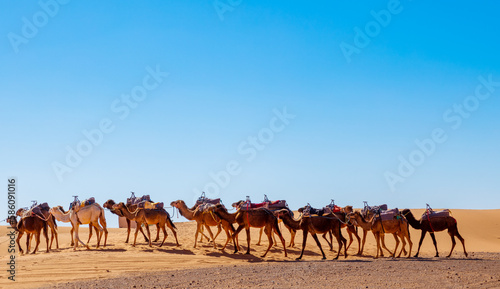 Camel caravan in the desert in Morocco