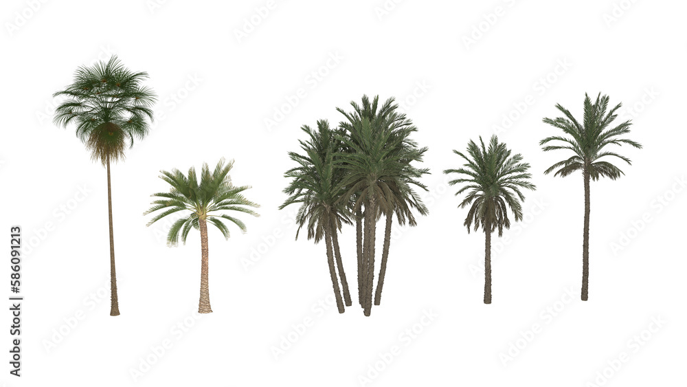 A set of palm trees with the word palm on the bottom. Palm trees Isolated tree on white background, The collection of trees. Large trees are growing in summer, making the trunk big, 3D Rendering