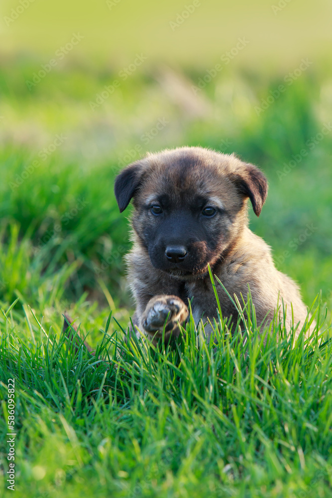 Puppy breed Alabai