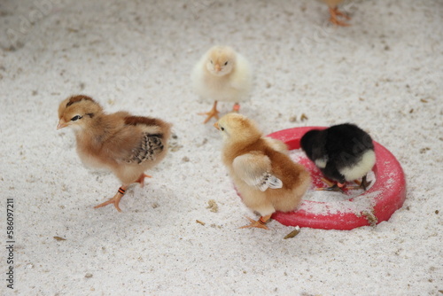 One day old chickens