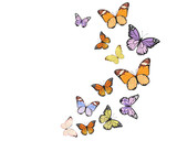 butterfly positive quote hand drawn spring