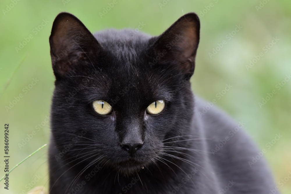 Retrato de un gato negro con ojos de color verde.