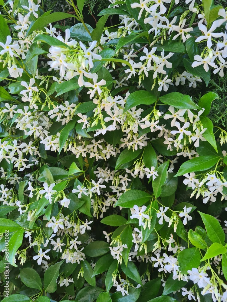 evocative close-up image of false jasmine or evergreen jasmine or  rincospermo (Trachelospermum jasminoides), a plant that grows in Sicily  Stock Photo | Adobe Stock