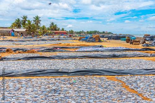 Fish and other seafood being dryed under the open sky in Negombo, Sri Lanka photo