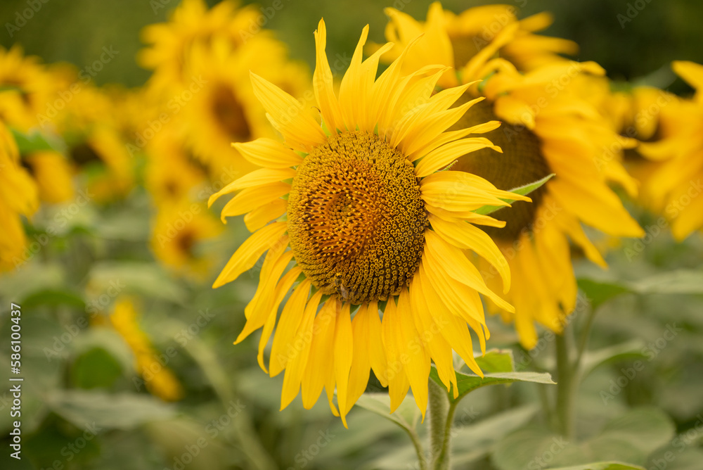 inflorescence of sunflower with yellow petals in agricultural field close up inflorescence of sunflower with yellow petals in agricultural field close up