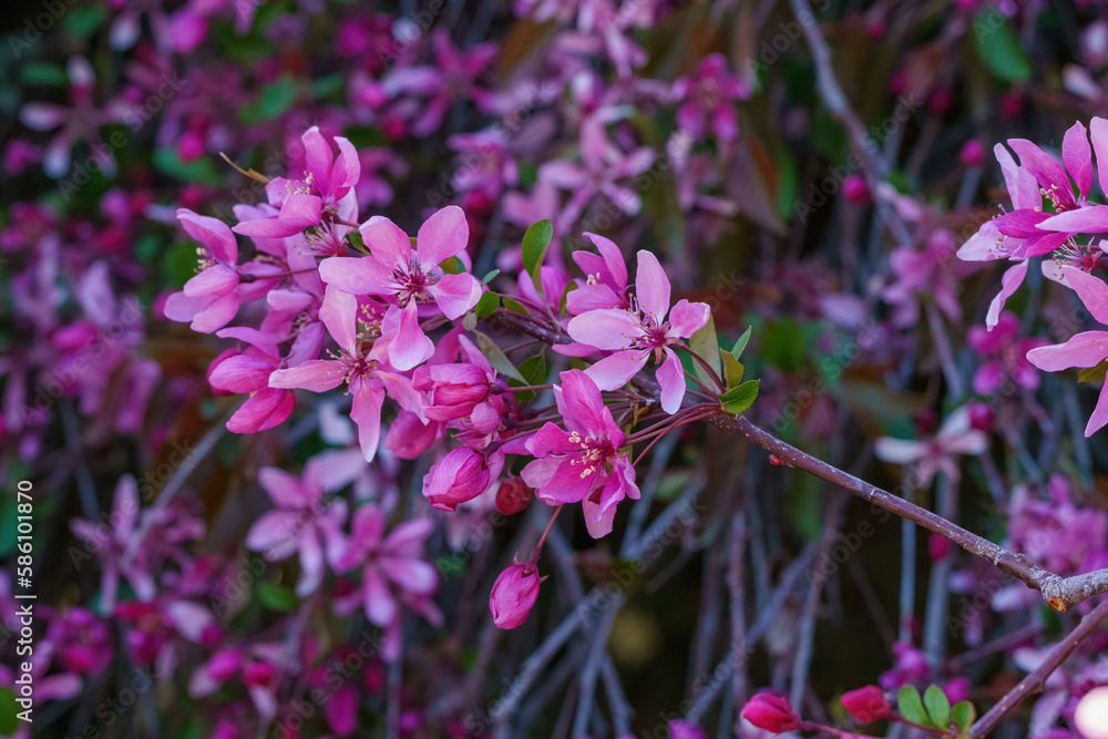 Fototapeta premium Wallpaper of blue flowers with a background of stems in springtime