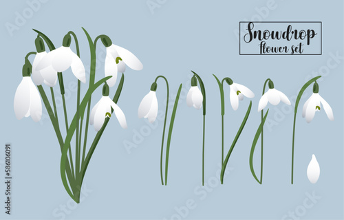 Set of beautiful snowdrops in vector.
