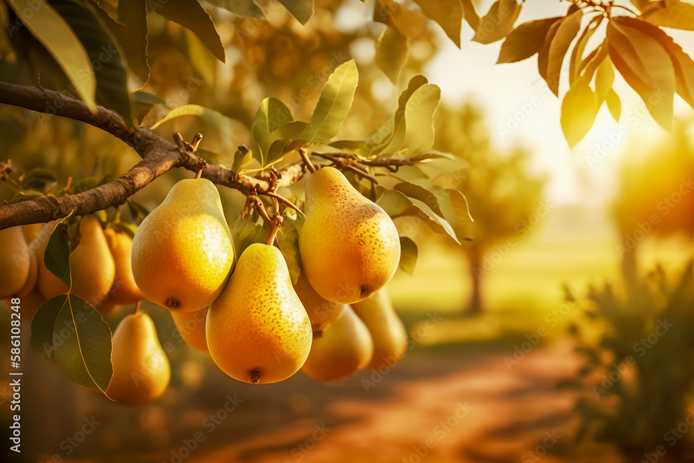 Pear Orchard pear-orchard