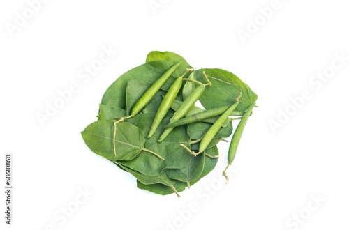 Gymnema Sylvestre or Gurmar Leaves and Fruits Isolated on White Background with Copy Space, Ayurvedic Medicinal Herb photo
