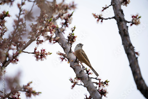 Rock Bunting on Tree in Blossom 
