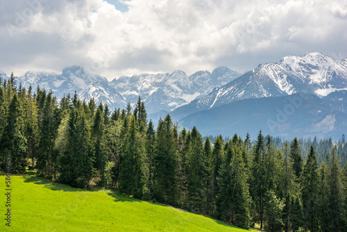 Zbliżenie Tatr wykonane z Polany Szymkówka oddzielone linią lasu na pierwszym planie  photo