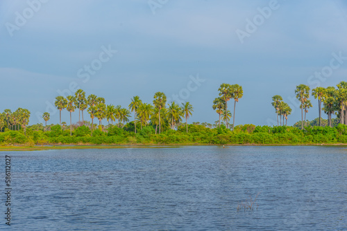 Swamps at Karaitivu island near Jaffna, Sri Lanka photo