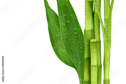 Fototapeta Naklejka Na Ścianę i Meble -  Branches of bamboo isolated on transparent background. Bamboo shoots and bamboo leaves with raindrops for design.