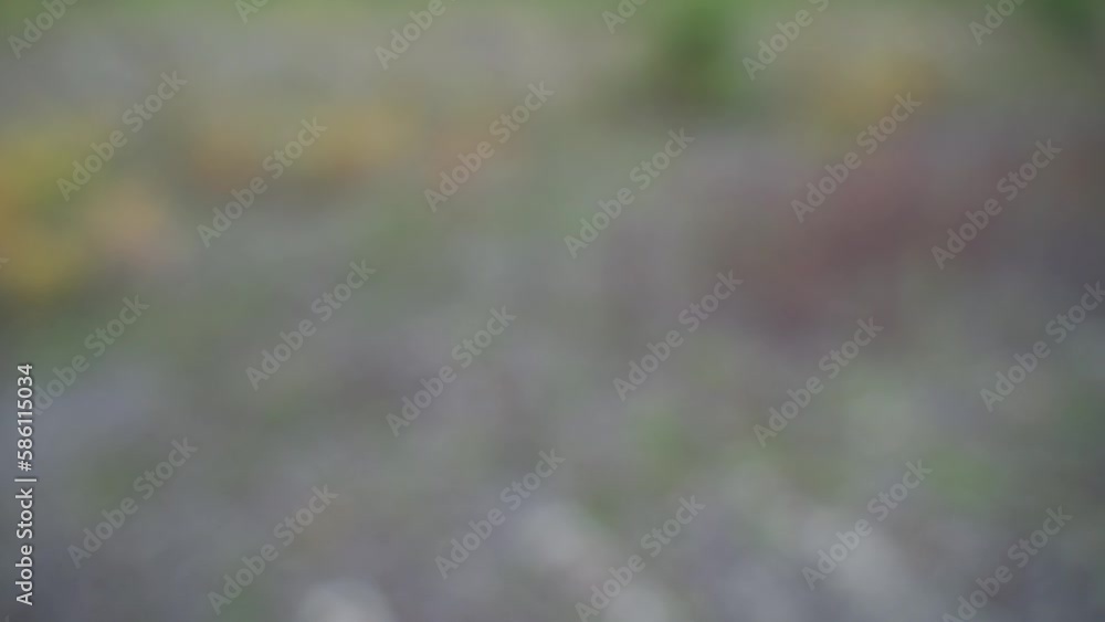 ladybug on a hand crawls and then flies off into nature through the air ladybug on a hand crawls and then flies off into nature through the air