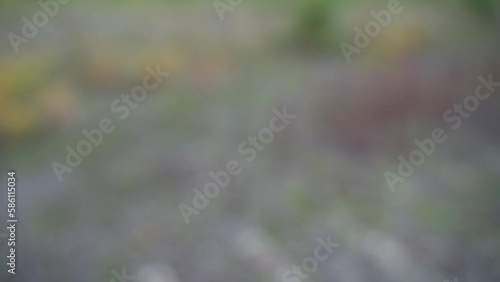 ladybug on a hand crawls and then flies off into nature through the air photo