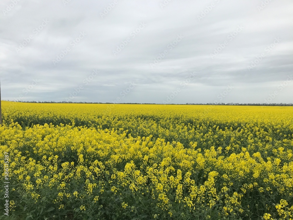 field of rapeseed