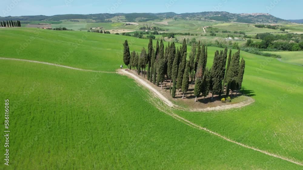 Group of cypresses in Tuscany. Aerial view of cypress trees among the rolling green hills in Val d'Orcia. Italy.