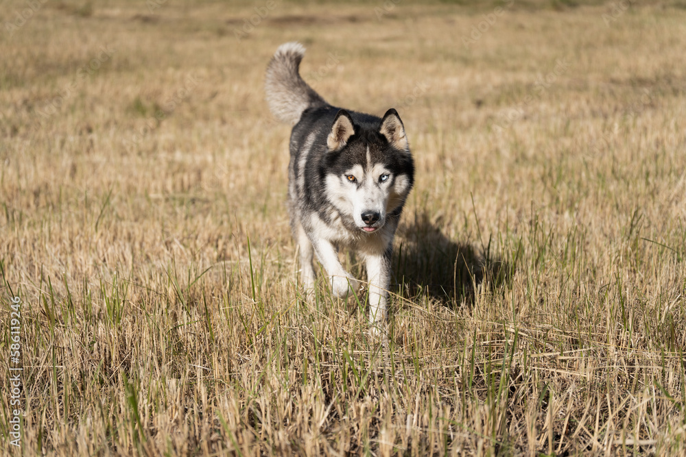 Husky dog ​​with different colored eyes in a field on a summer day.