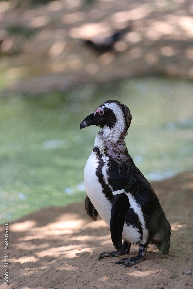 Obraz premium Small penguins at Safari Ramat Gan, Israel